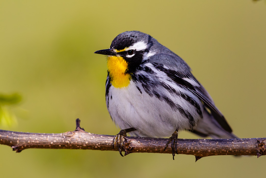 Yellow-throated Warbler (Setophaga dominica)