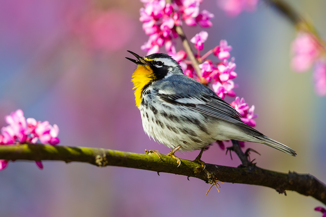 Yellow-throated Warbler (Setophaga dominica)