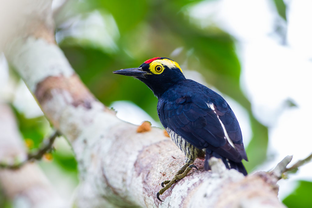 Yellow-tufted Woodpecker (Melanerpes cruentatus)