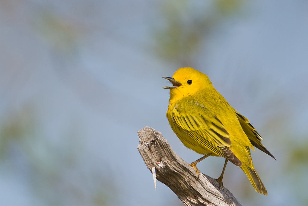 Yellow Warbler (Dendroica petechia)