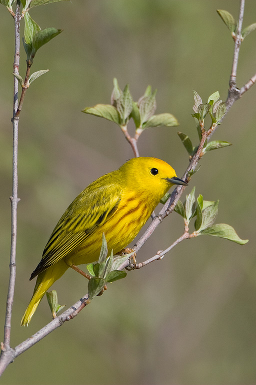 Yellow Warbler (Dendroica petechia)