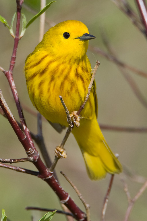 Yellow Warbler (Dendroica petechia)