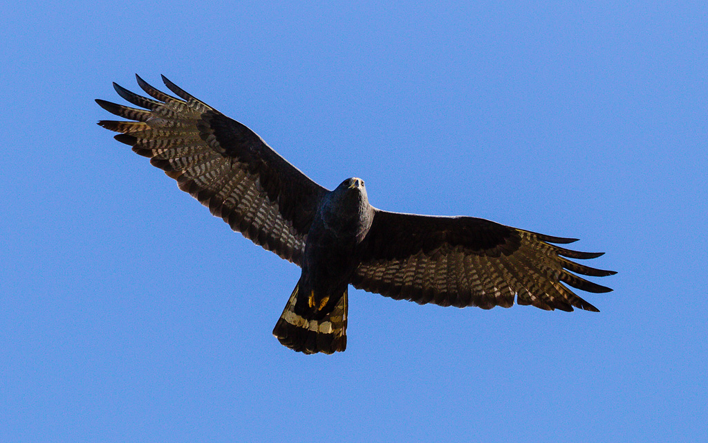 Zone-tailed Hawk (Buteo albonotatus)