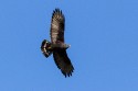 Zone-tailed Hawk (Buteo albonotatus)