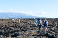 Negotiating the lava field