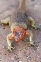 Espanola Lava Lizard (Microlophus delanonis)