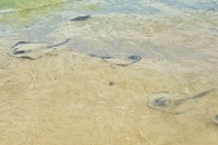 Diamond Sting Rays (Dasyatis brevis) at Punta Cormoran