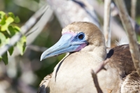 (Eastern Pacific) Red-footed Booby (Sula sula websteri)