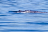 Bryde's (Tropical) Whale (Balaenoptera edeni)