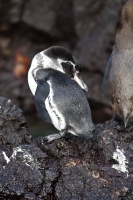 Galapagos Penguin (Spheniscus mendiculus)