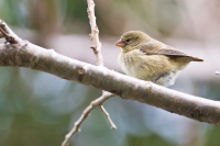 Small Tree-Finch (Camarhynchus parvulus)