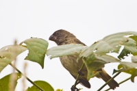 Vegetarian Finch (Platyspiza crassirostris)