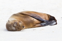 Galapagos Sea Lion (Zalophus californianus)