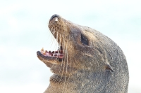 Galapagos Sea Lion (Zalophus californianus)
