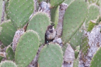 Floreana Mockingbird (Nesomimus trifasciatus)
