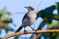 San Cristobal (Chatham) Mockingbird (Nesomimus melanotis)