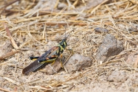 Painted Locust (Schistocerca melanocera)