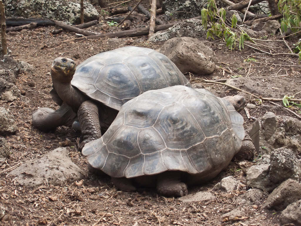 Galapagos Tortoises