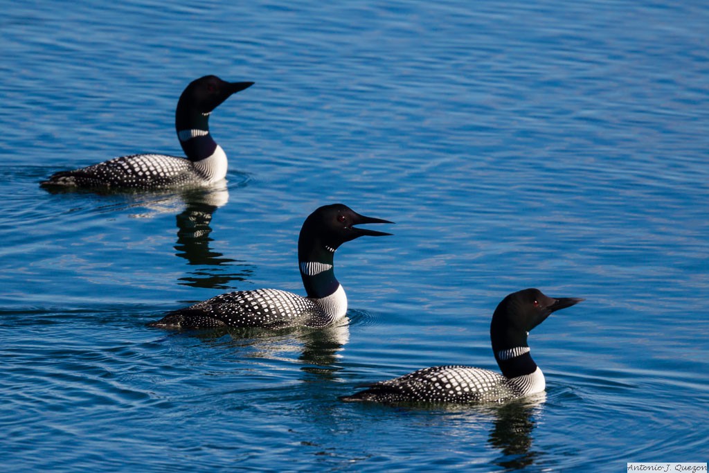 Common Loon (Gavia immer)<br/>Nome