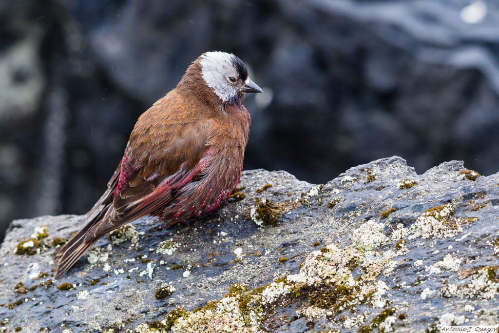 Gray-crowned Rosy-Finch (Leucosticte tephrocotis)<br/>St. Paul Island