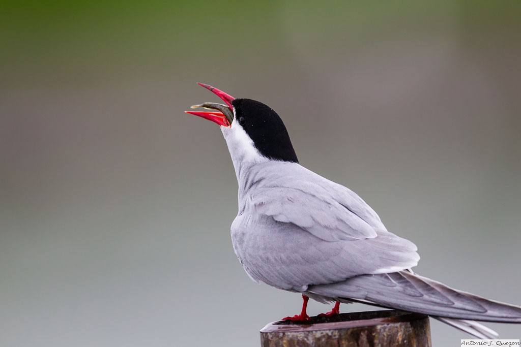 Arctic Tern (Sterna paradisaea)<br/>Anchorage