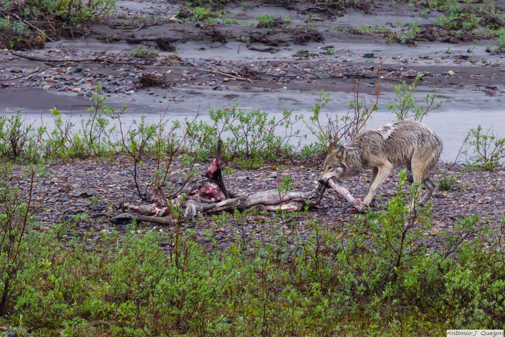 Gray Wolf (Canis lupus)<br/>Denali