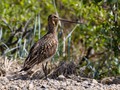 Bar-tailed Godwit (Limosa lapponica)<br/>Nome