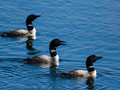 Common Loon (Gavia immer)<br/>Nome