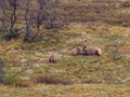 Brown Bear (Ursus arctos)<br/>Denali National Park and Preserve