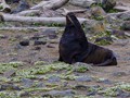 Northern Fur Seal (Callorhinus ursinus)<br/>St. Paul Island