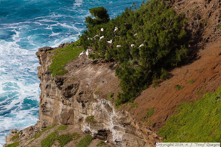 Nesting Seabirds, Kilauea Point National Wildlife Refuge