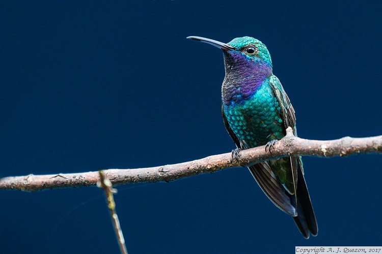 Sapphire-throated Hummingbird (Lepidopyga coeruleogularis)