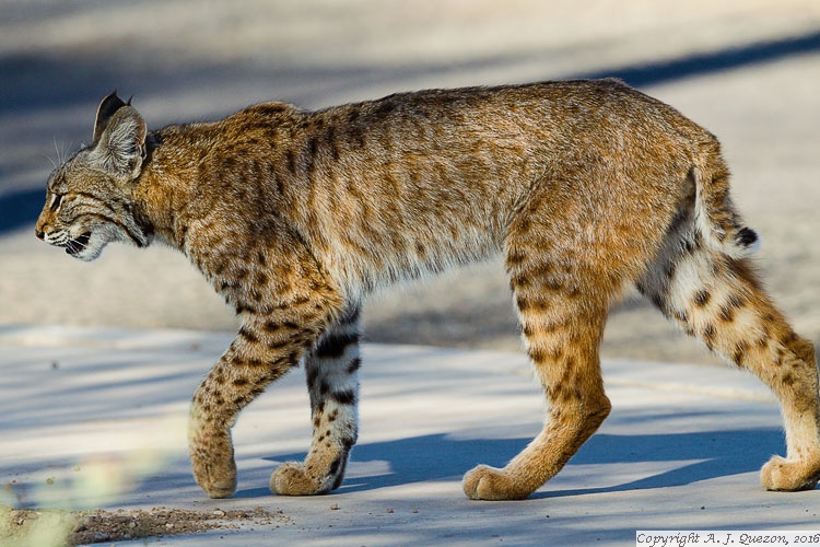 Bobcat (Lynx rufus)