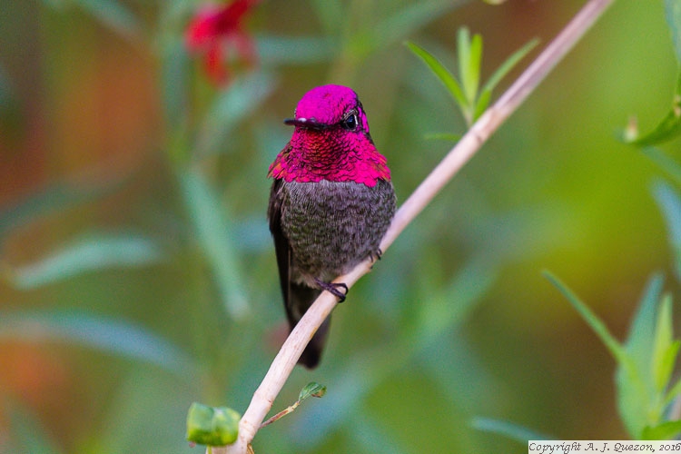 Anna's Hummingbird (Calypte anna)(c)