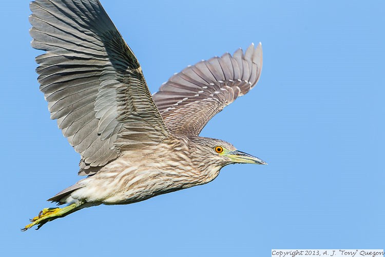 Black-crowned Night-Heron (Nycticorax nycticorax), Leonabelle Turnbull Birding Center