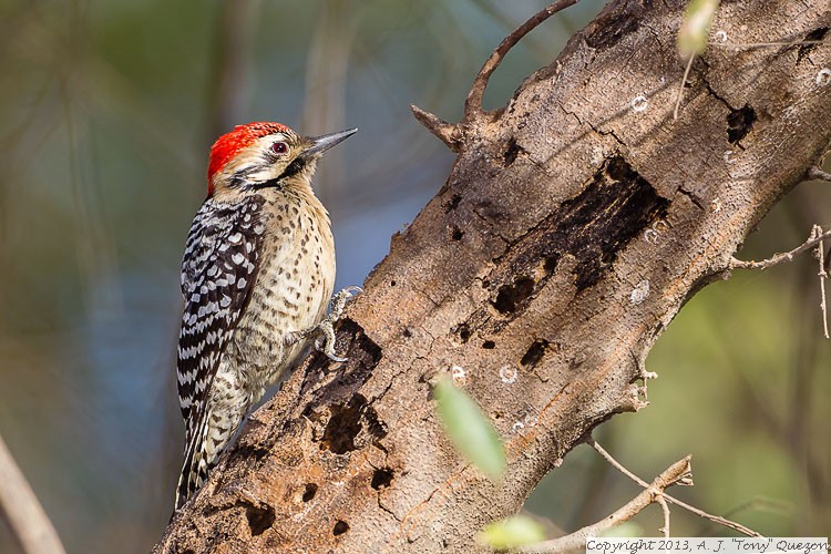 Ladder-backed Woodpecker (Picoides scalaris), National Butterfly Center
