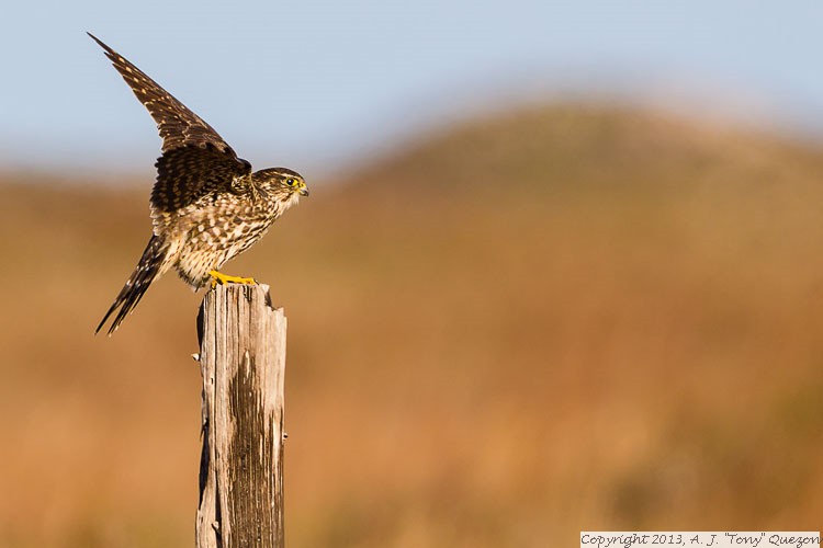 Merlin (Falco columbarius), Padre Island National Seashore