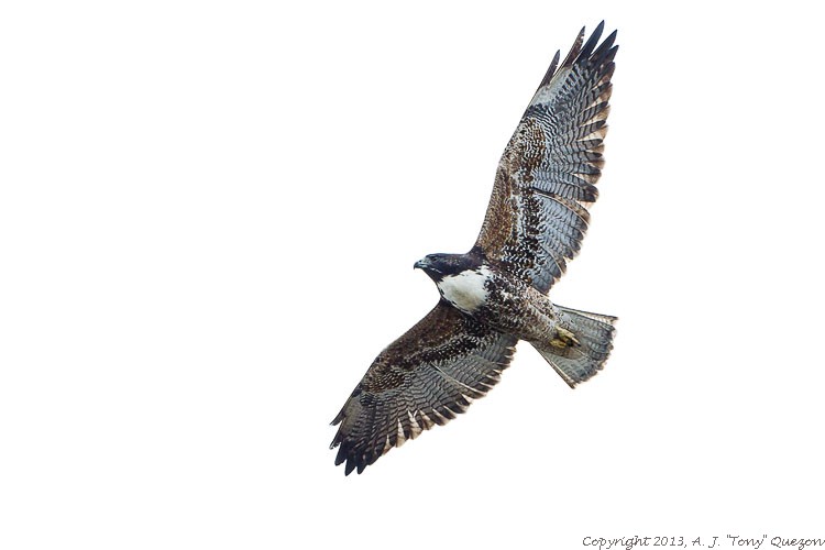 White-tailed Hawk (Buteo albicaudatus), La Villa