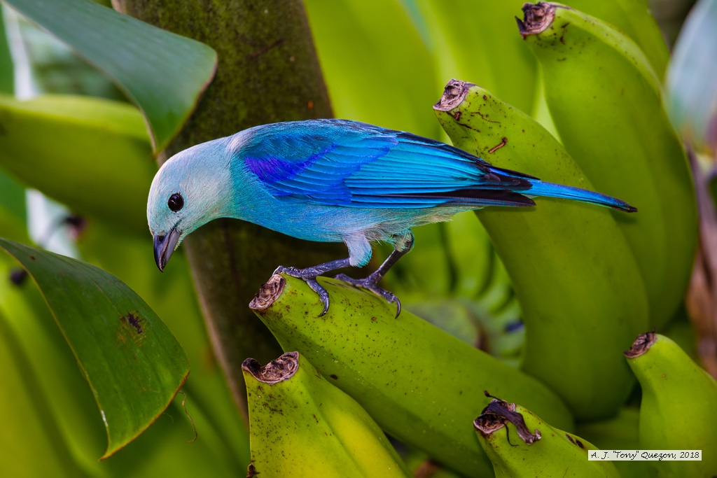 Blue-Gray Tanager, Speyside, Tobago<br/>