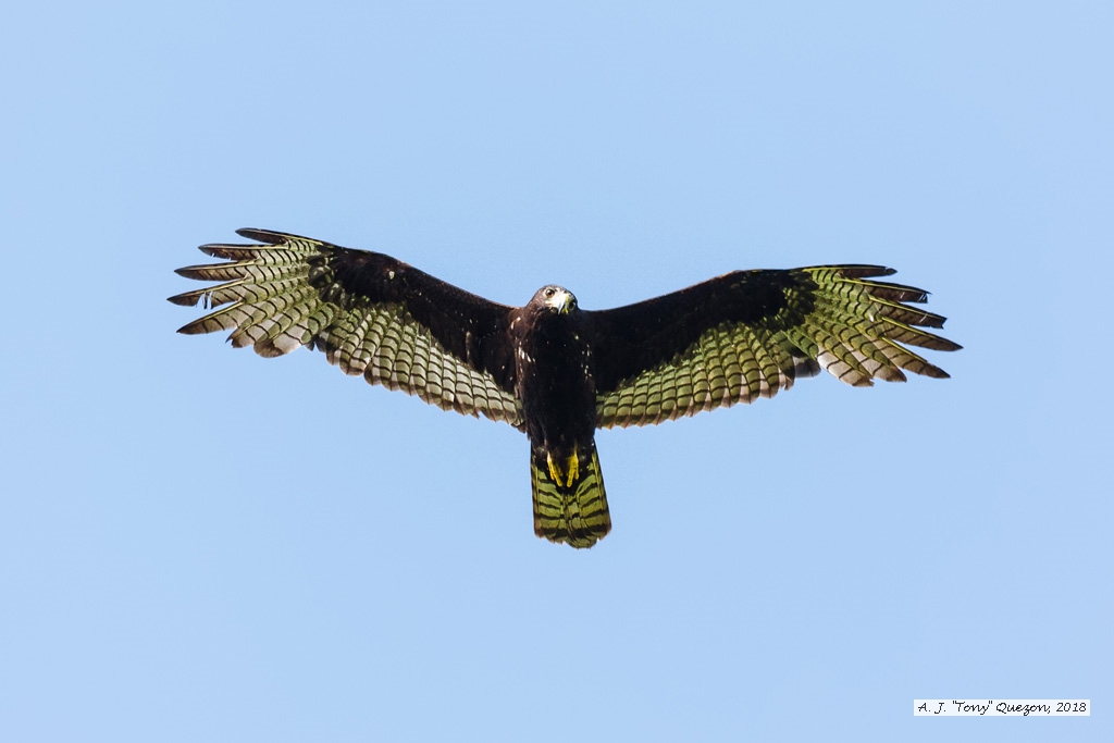 Zone-tailed Hawk. Trinidad