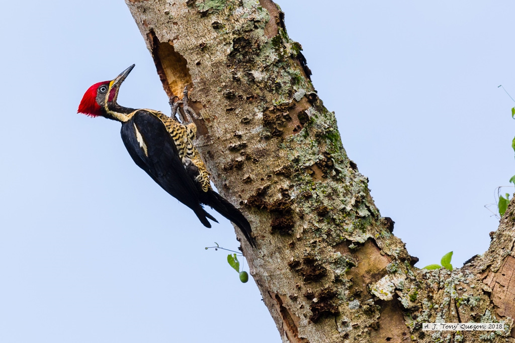 Lineated Woodpecker, Aripo Savanna, Trinidad