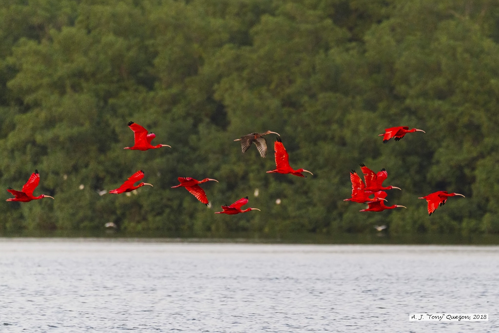 Scarlet Ibis, Caroni Bird Sanctuary, Trinidad