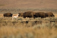 Pronghorn (Antilocapra americana) and American Bison (Bison bison)